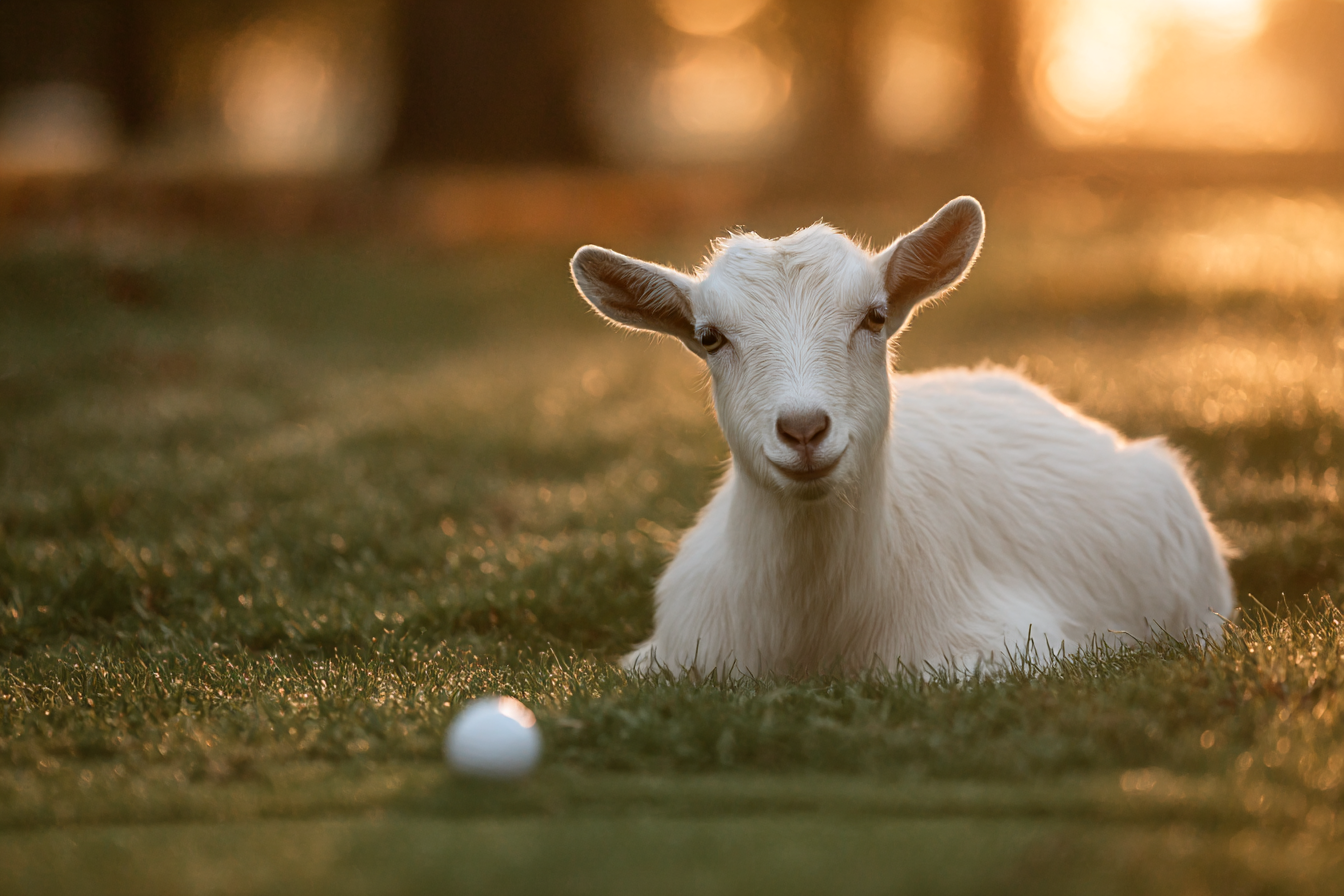 Fairway Fromage